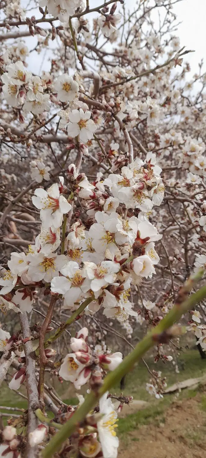 فروش باغ مثمر