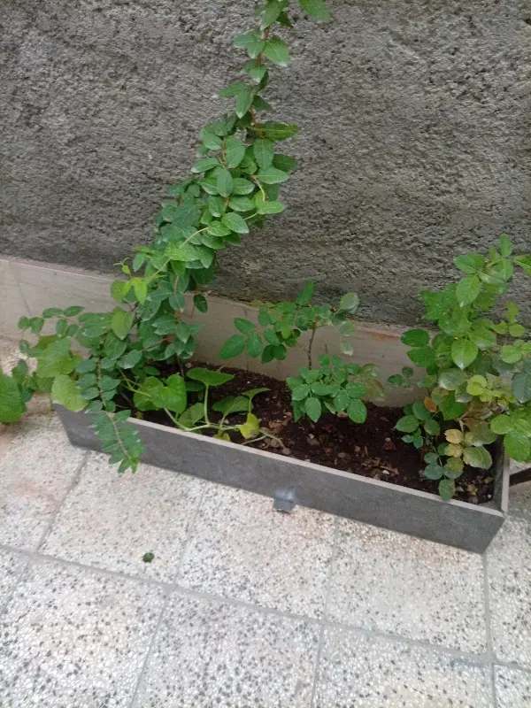 زمین باغی