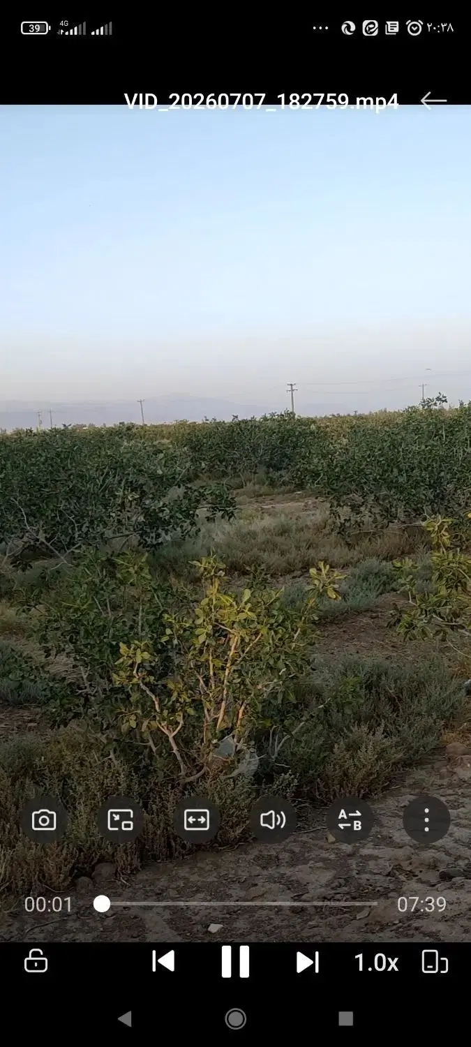 190 قصب زمین پسته ای