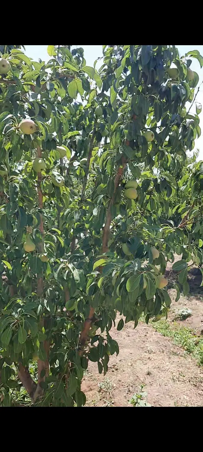 باغ همه نوع میوه