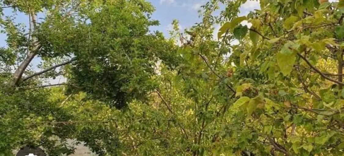 باغچه بنادار