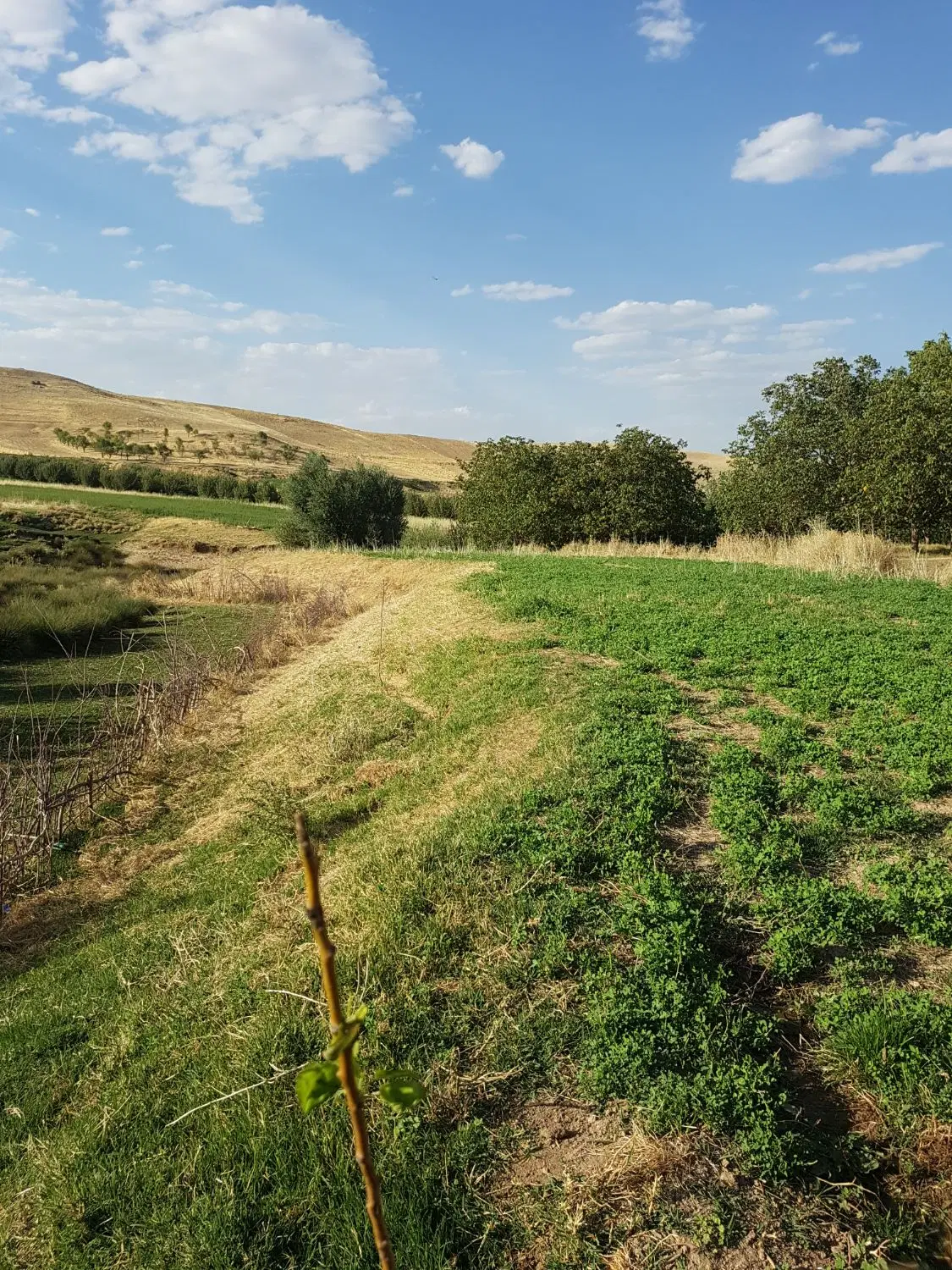 زمین در شیخ میری کلهر