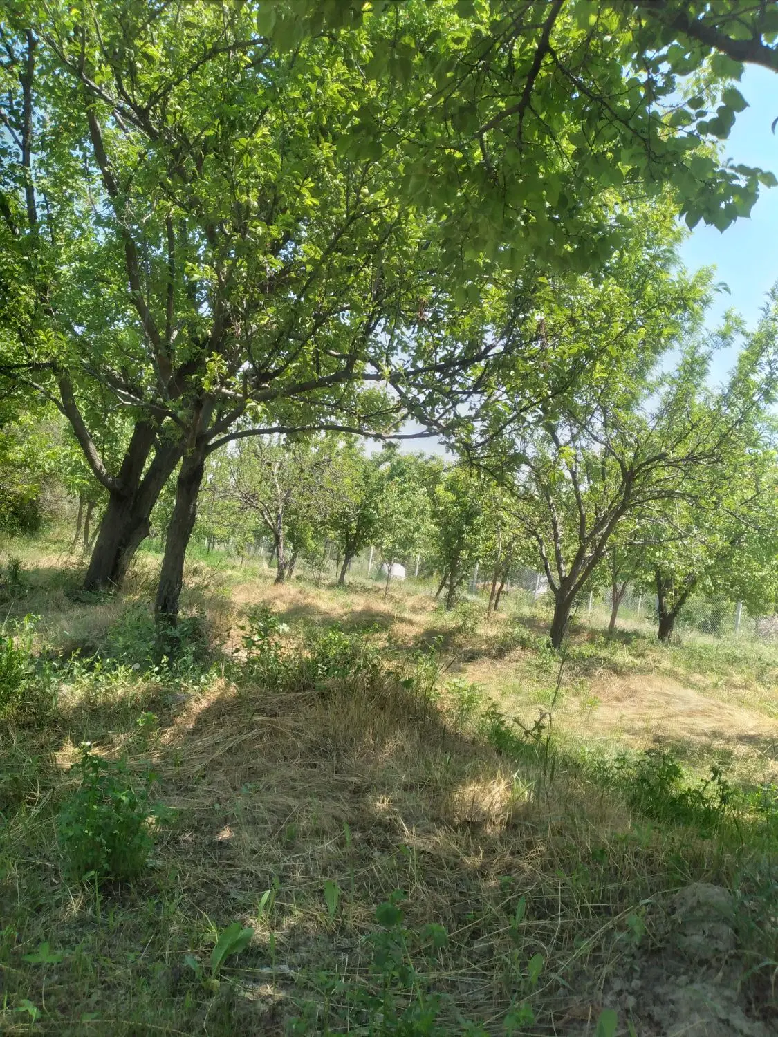 سه قطعه باغچه ویلایی تفکیک شده حوالی تالار صدف