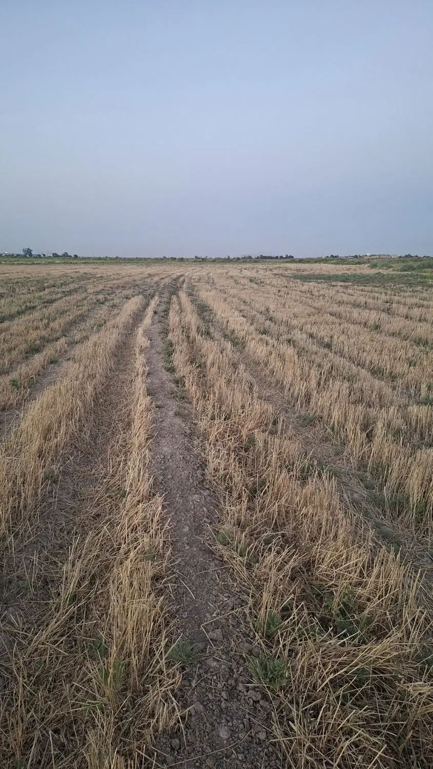 زمین کشاورزی ۵هکتار سند تک برگ