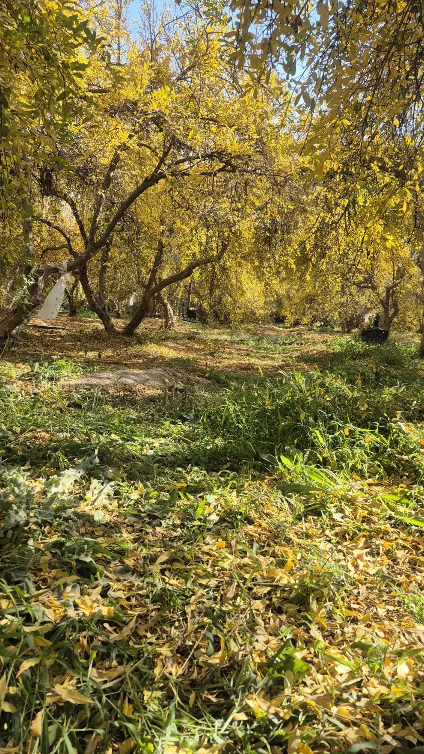 فروش باغ انار - روستای خداباد ۱۰ کیلومتری کازرون