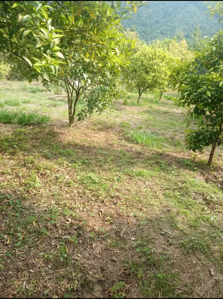 باغ پرتقال به مساحت ۷۰۰متر فروشی  فوری