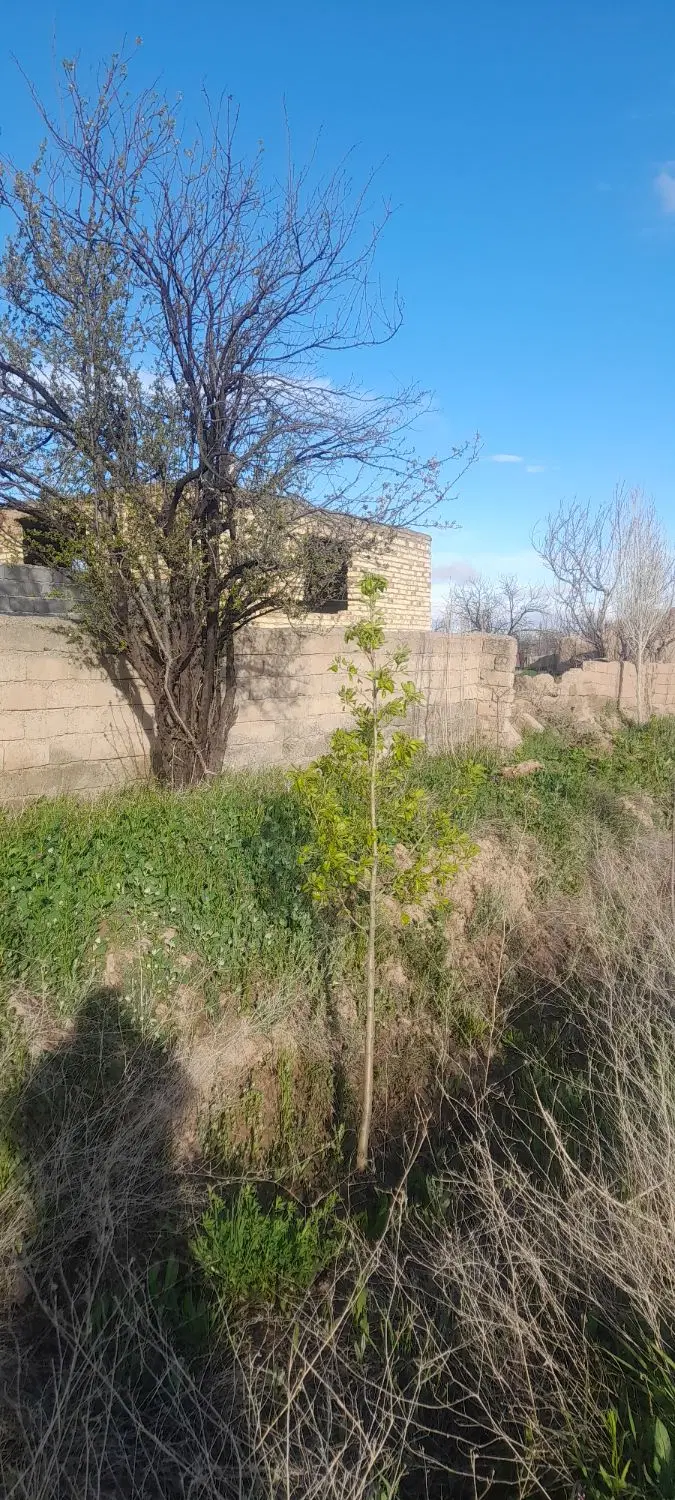 باغچه، باغ، زمین فروشی در شیروان