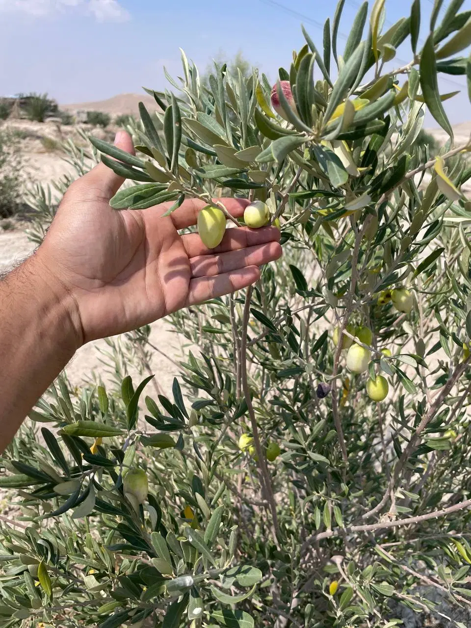 زمین باغی مناسب ویلا و باغ شهری