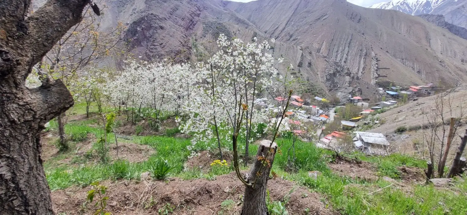 باغچه