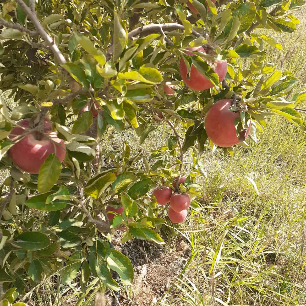 باغ سیب وگردو آلو شابلون