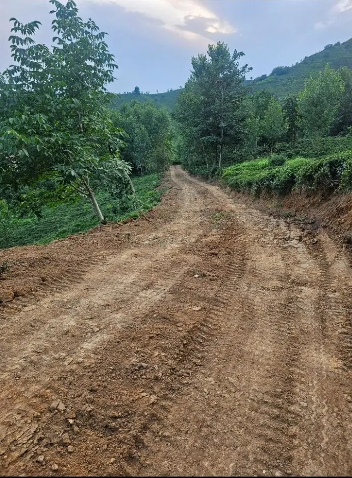 زمین باغ چایی در لاهیجان