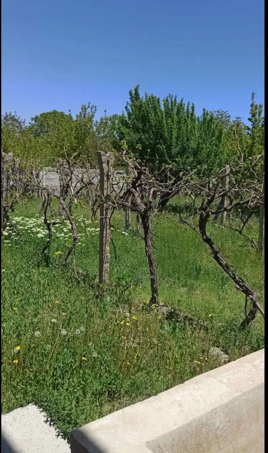زمین ویلایی نزدیک شهر