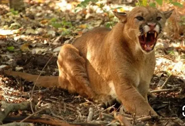 باغ کوچک