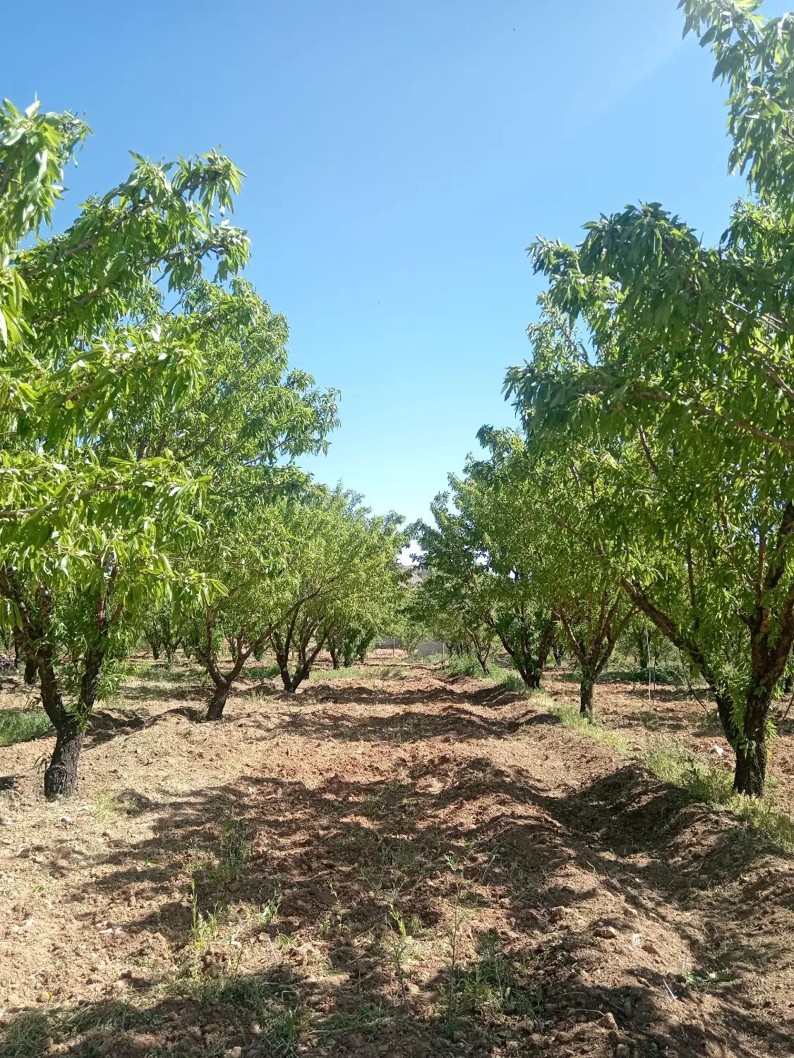 طرح عمان 2 جریبی سامان