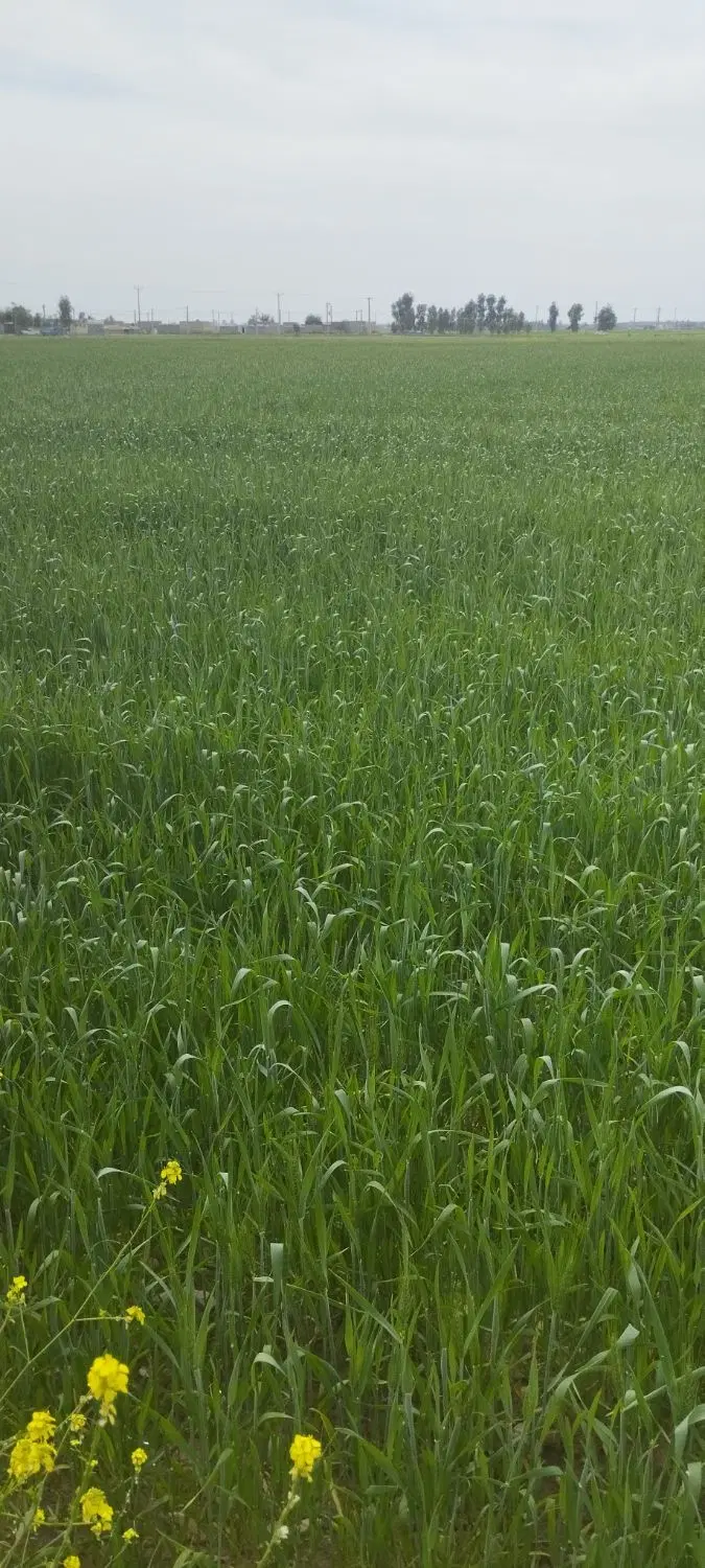 اجاره زمین کشاورزی