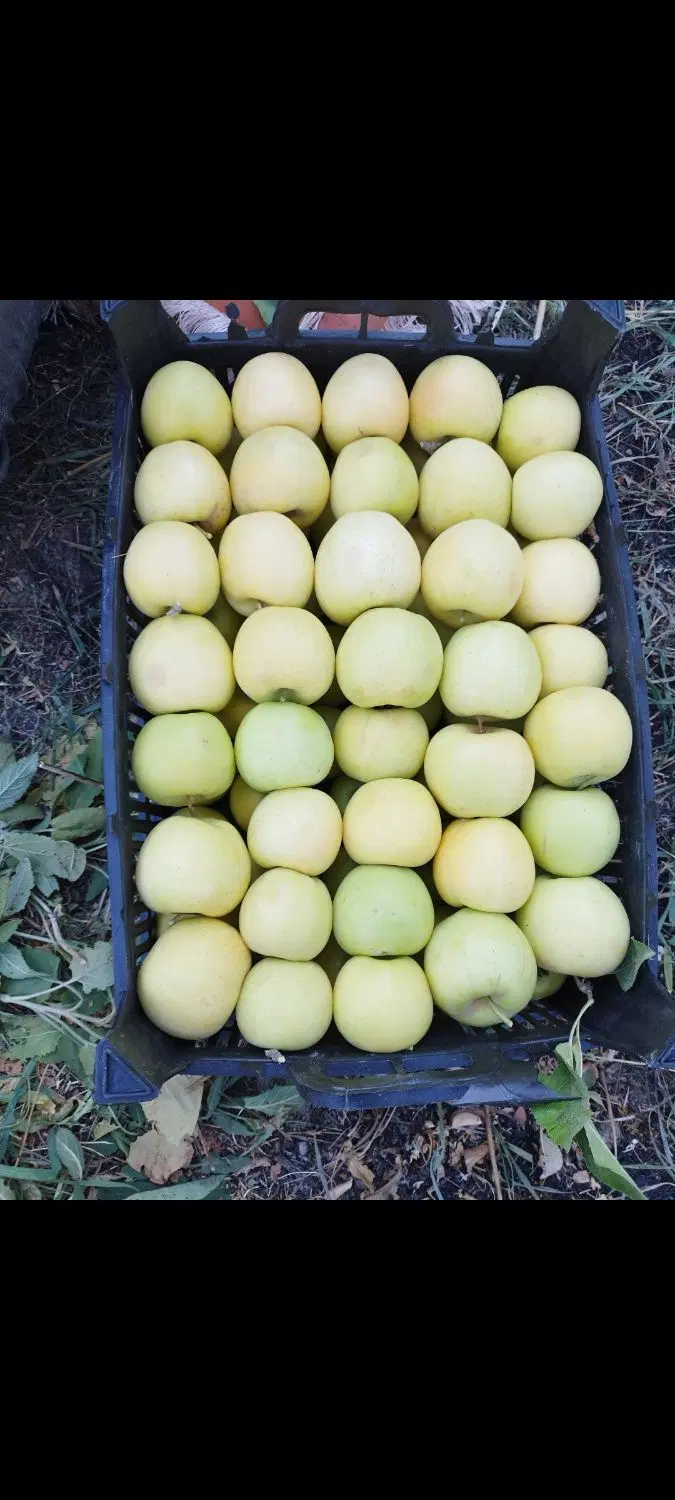باغ سیب