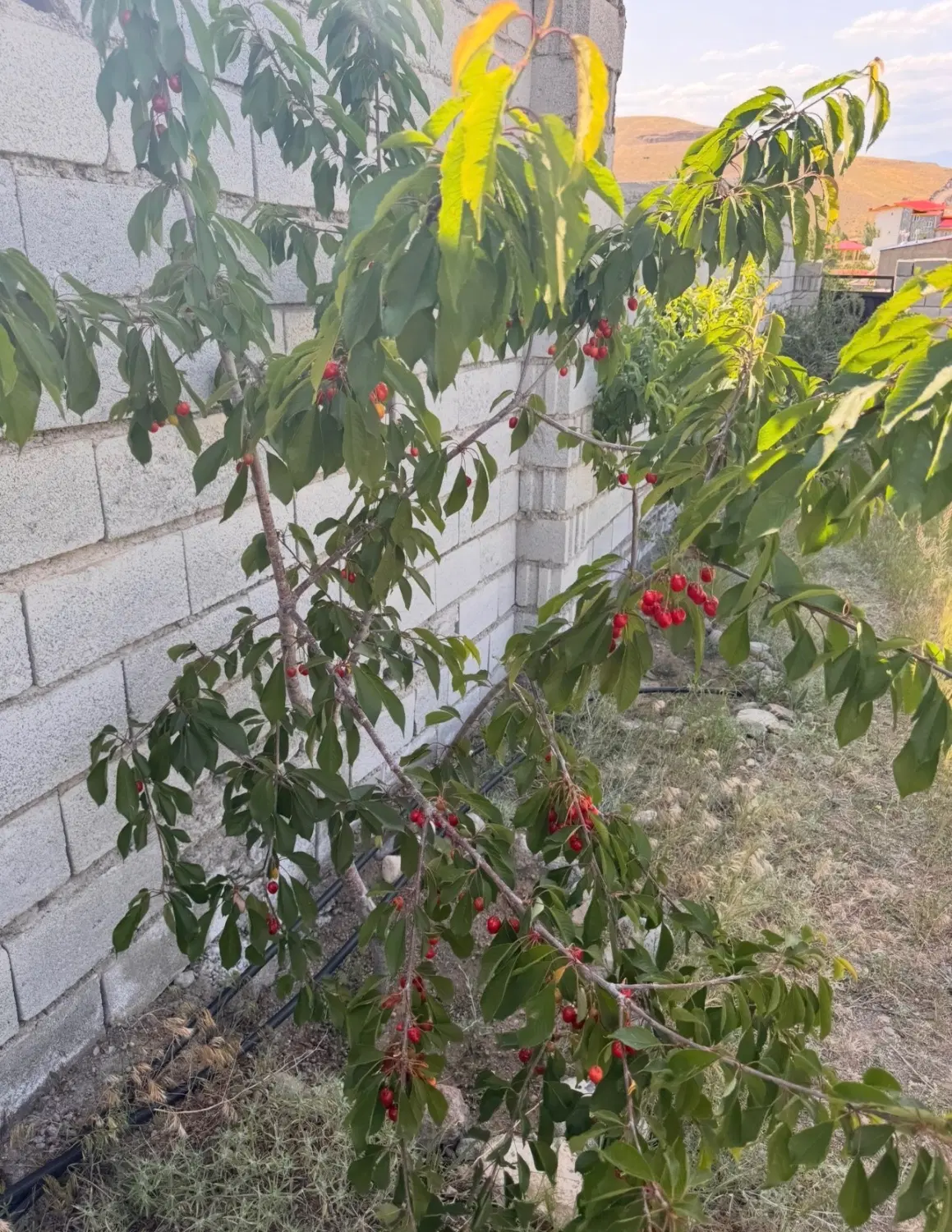 زمین ویلایی