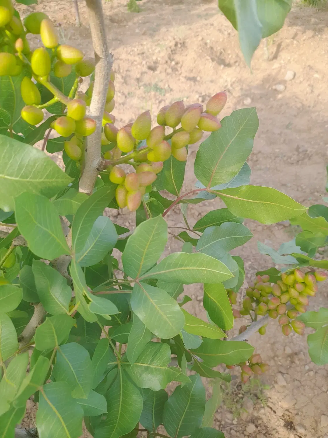فروش. باغ در حمیدآباد