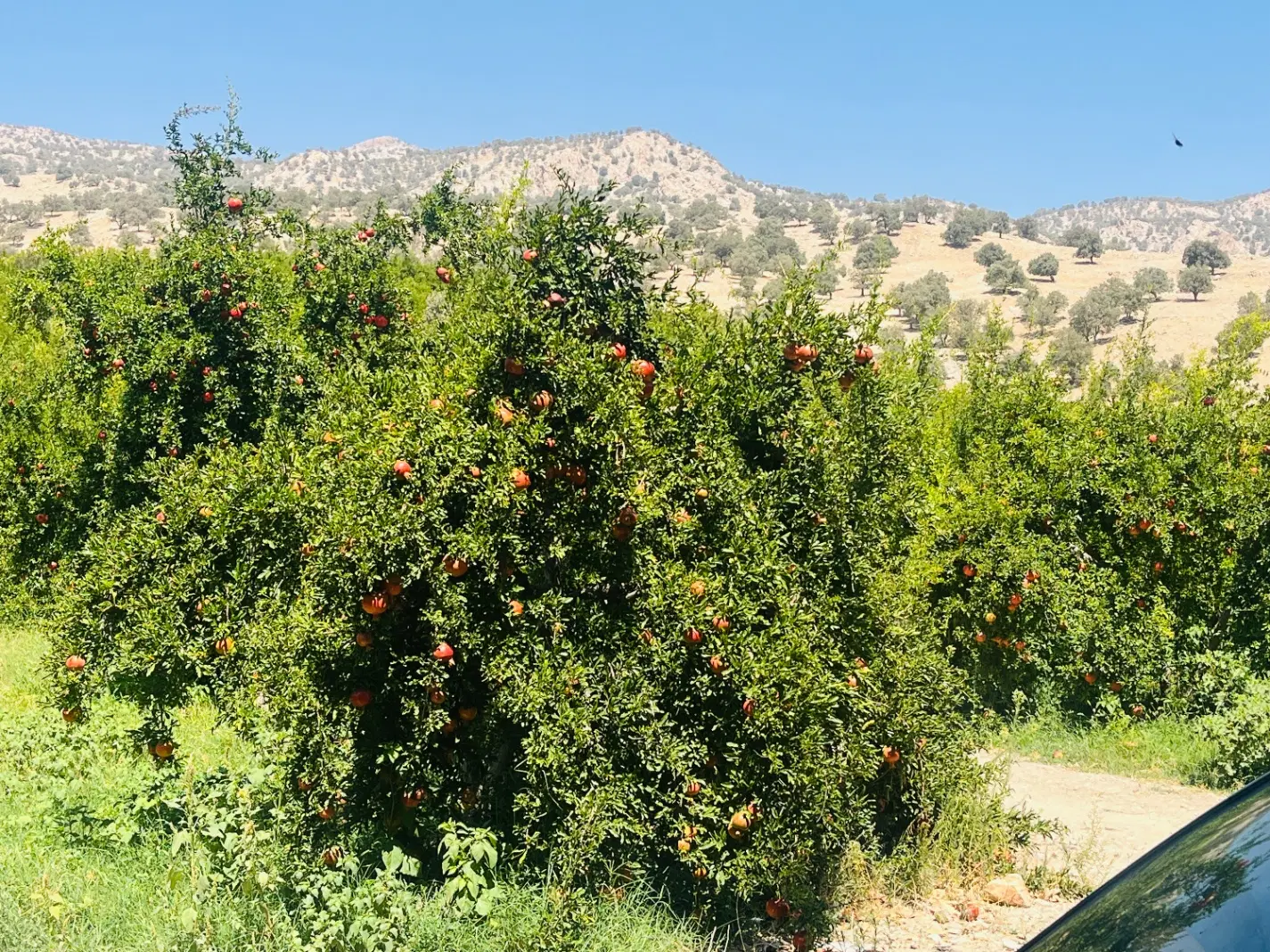 زمین مالقائد