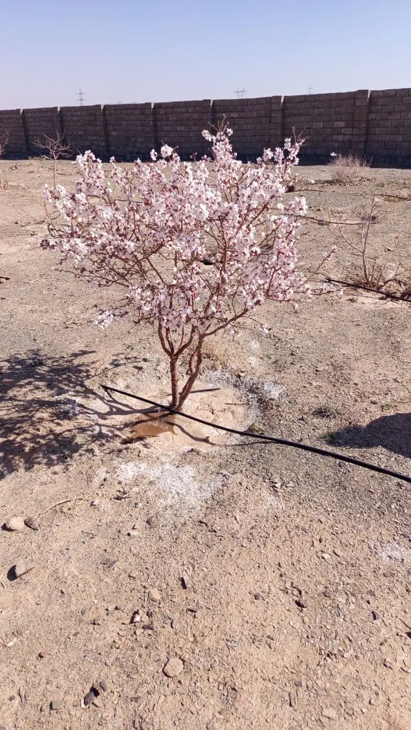 فروش زمین در چشمه زیارت