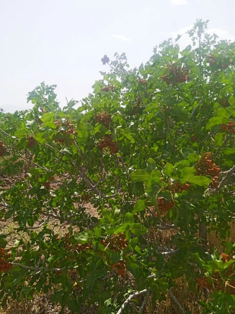 باغ پسته