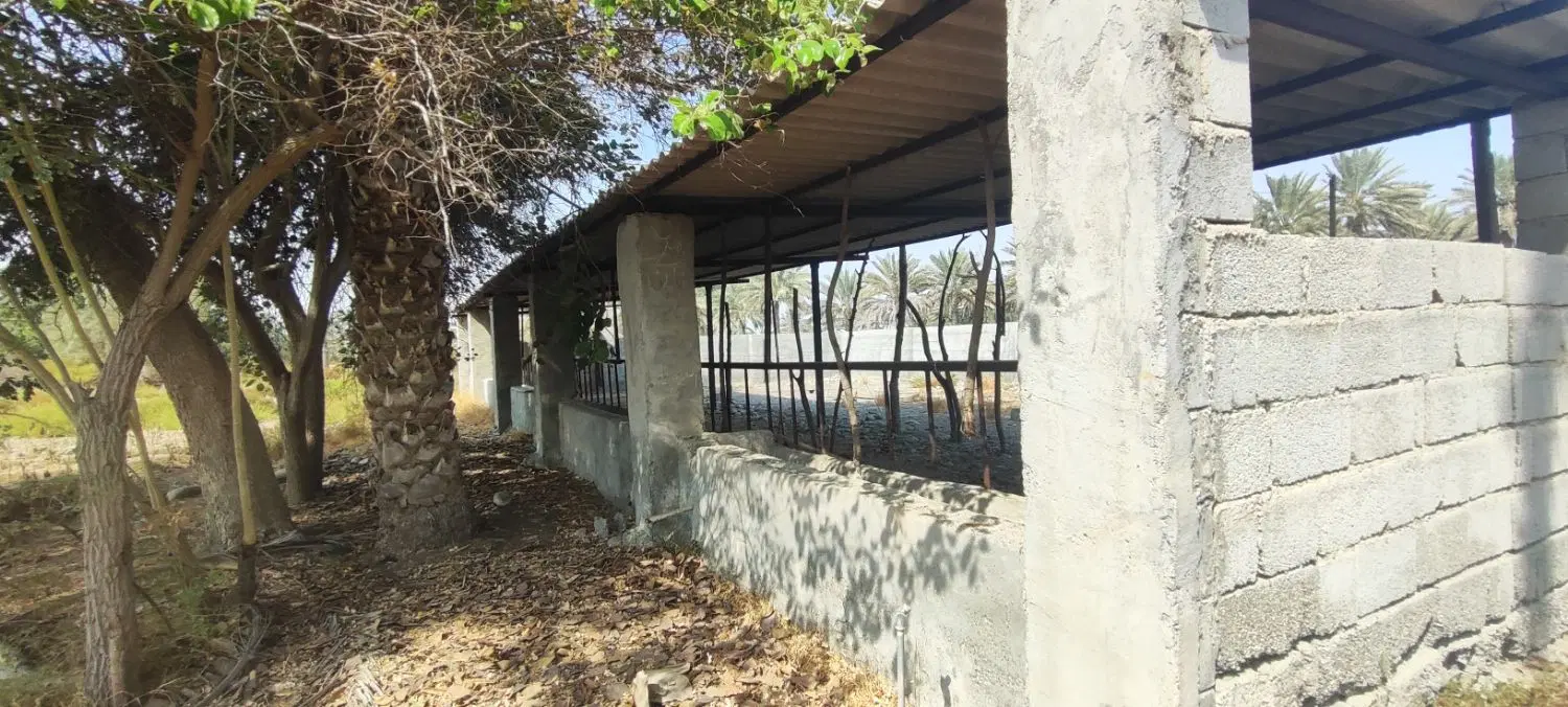 دامداری