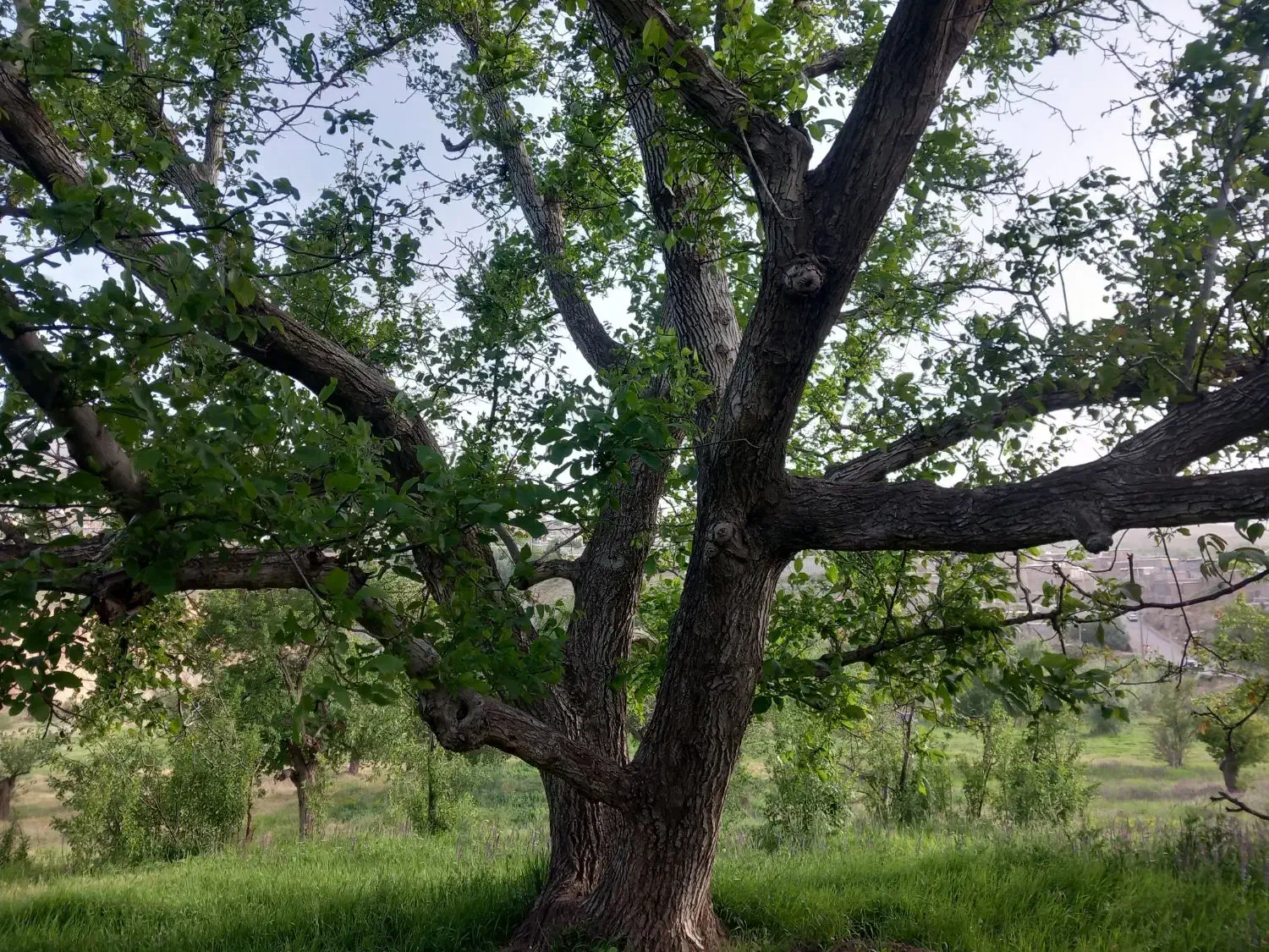 باغ تفرجگاه در روستای چورزق جاده بیجار