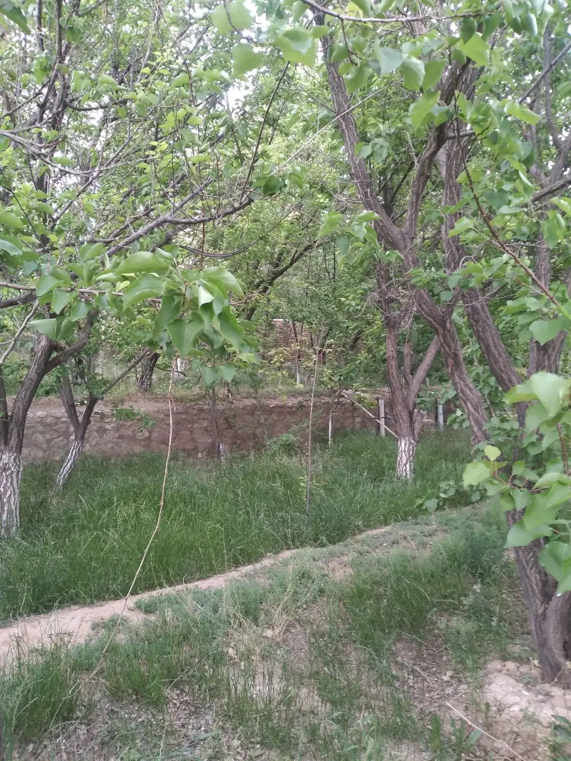 کوهپایه باغ ویلا