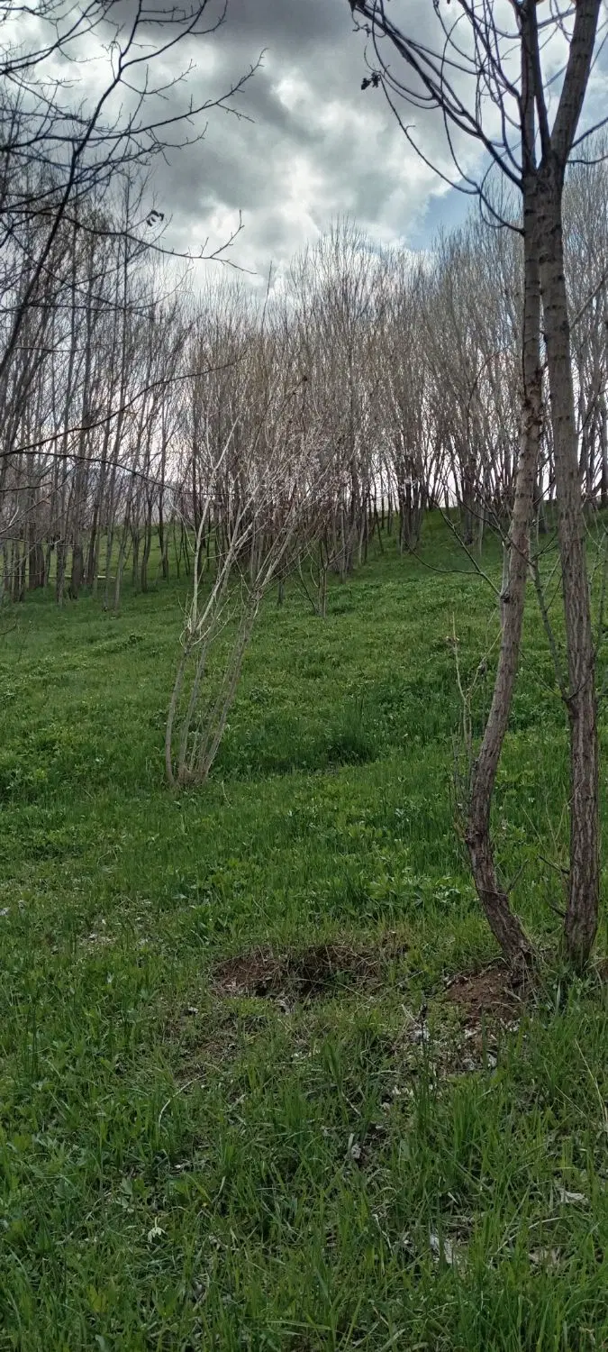 زمین
