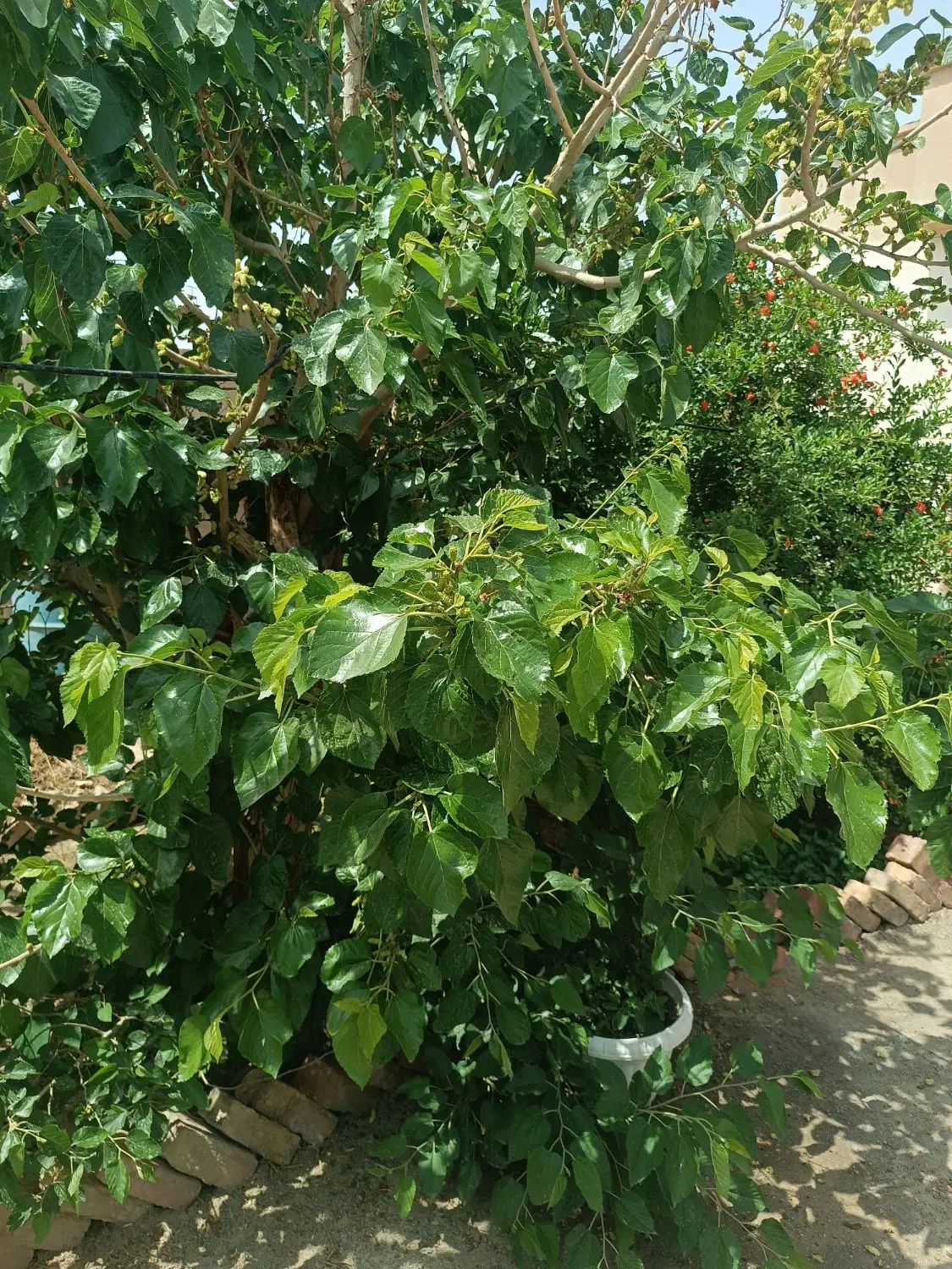 زمین فروشی کرباسک