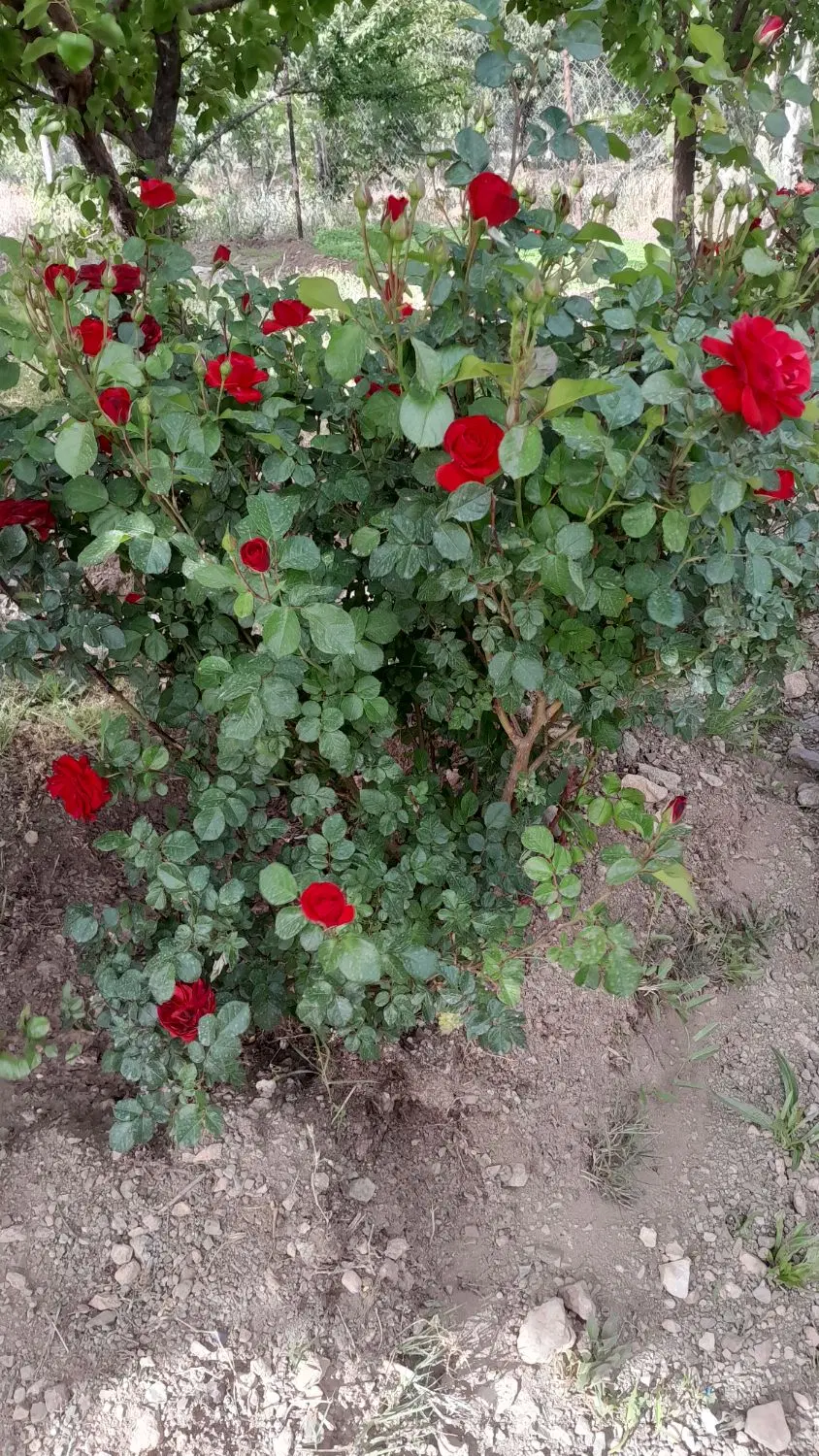 باغ