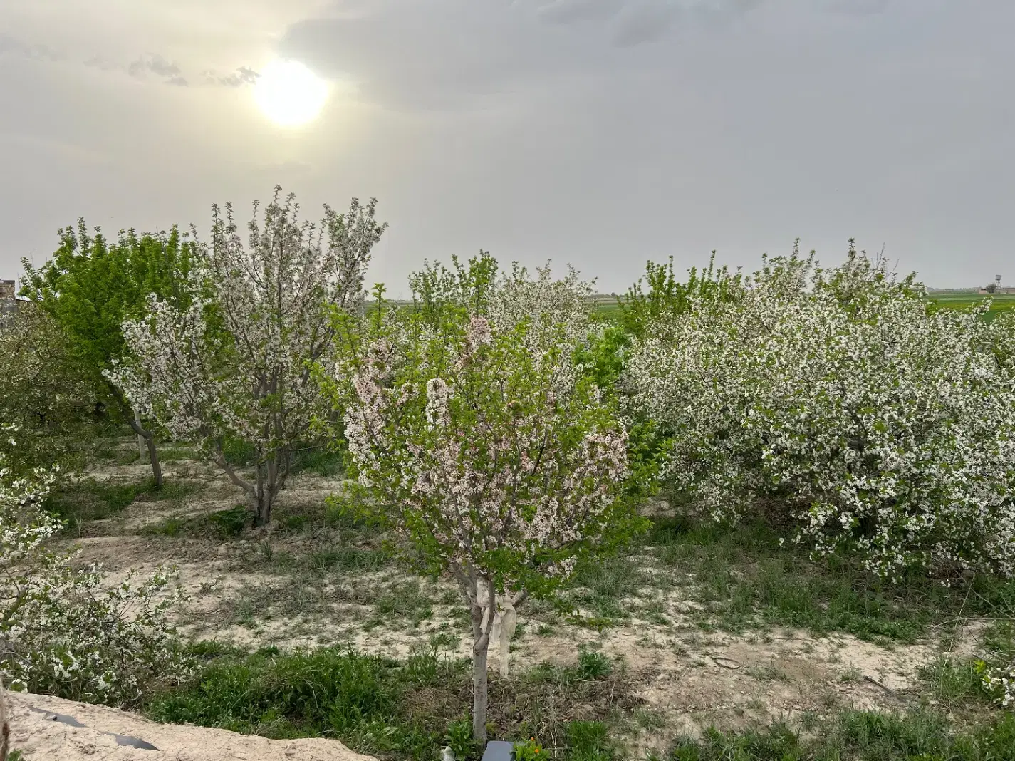 باغ ۱۰۰۰متر چناران گلبهار حیطه طلا معاوضه