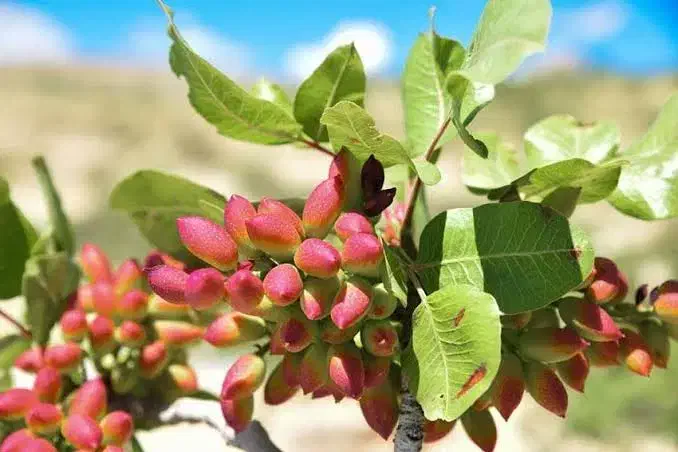 باغ پسته