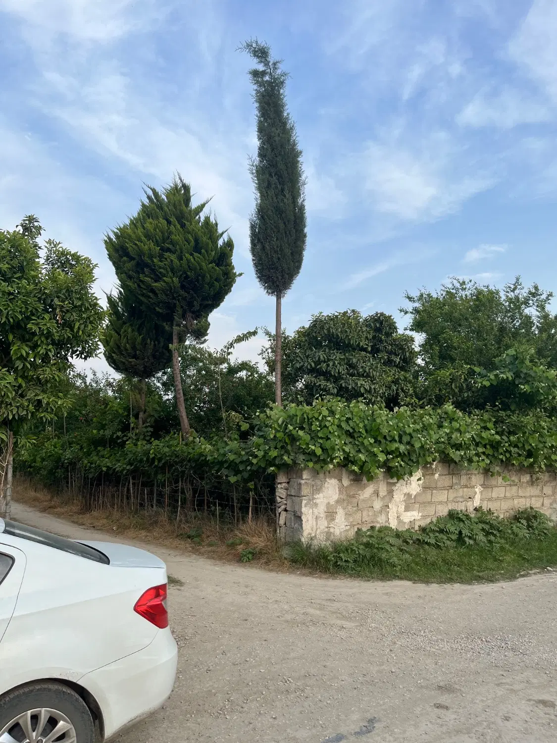 زمین باغ مرکبات. قائمشهر. چمازکتی