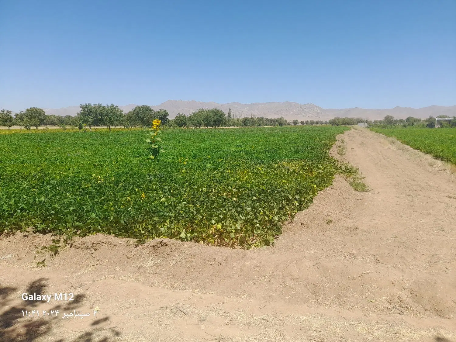 زمین کشاورزی آبی خرمدره