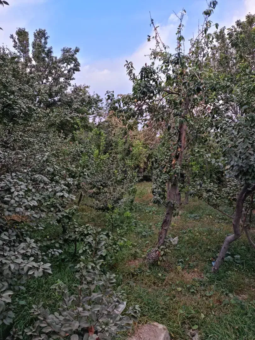 باغ چهاردیواری