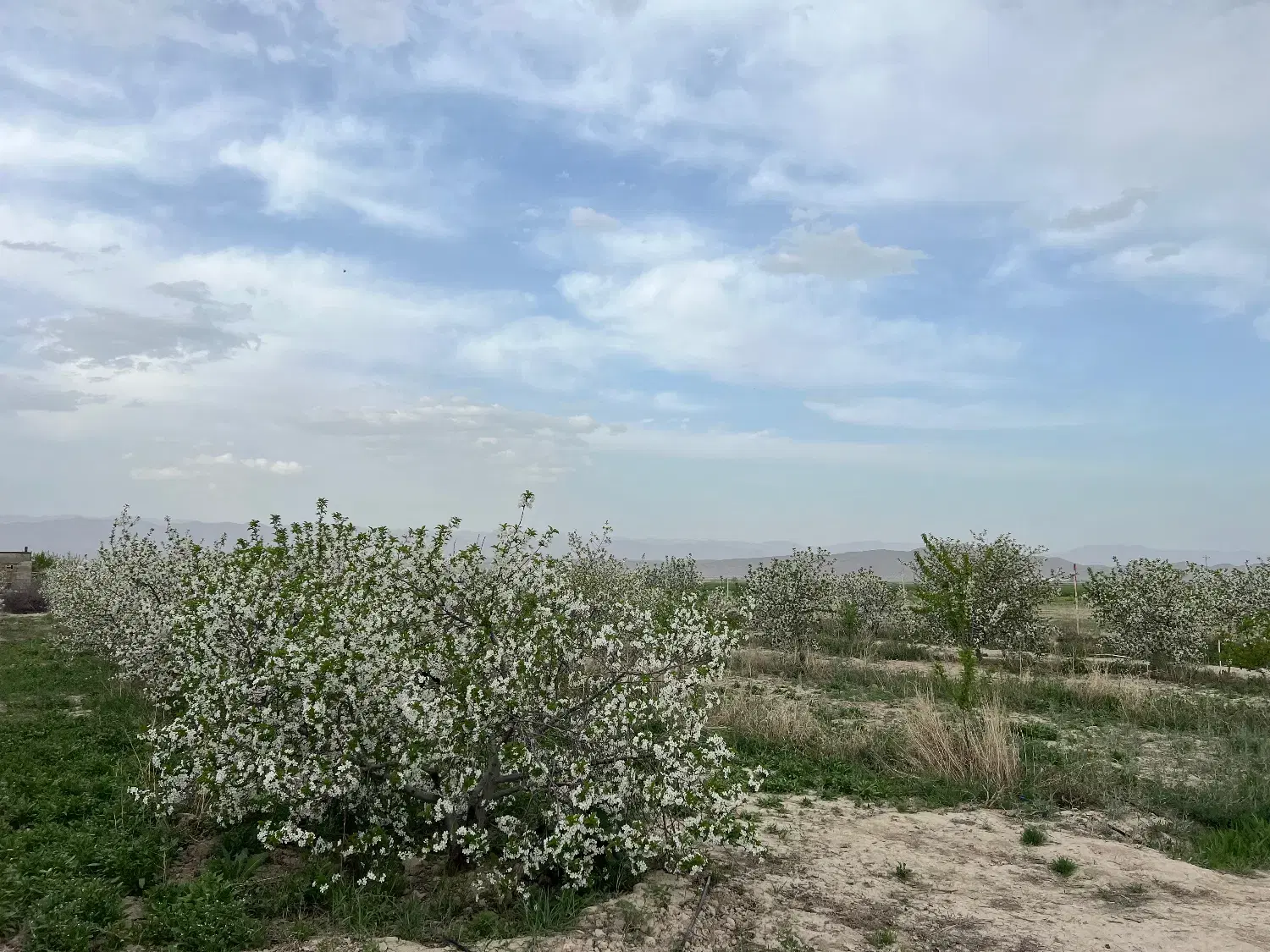 باغ ۱۰۰۰متر چناران گلبهار حیطه طلا معاوضه