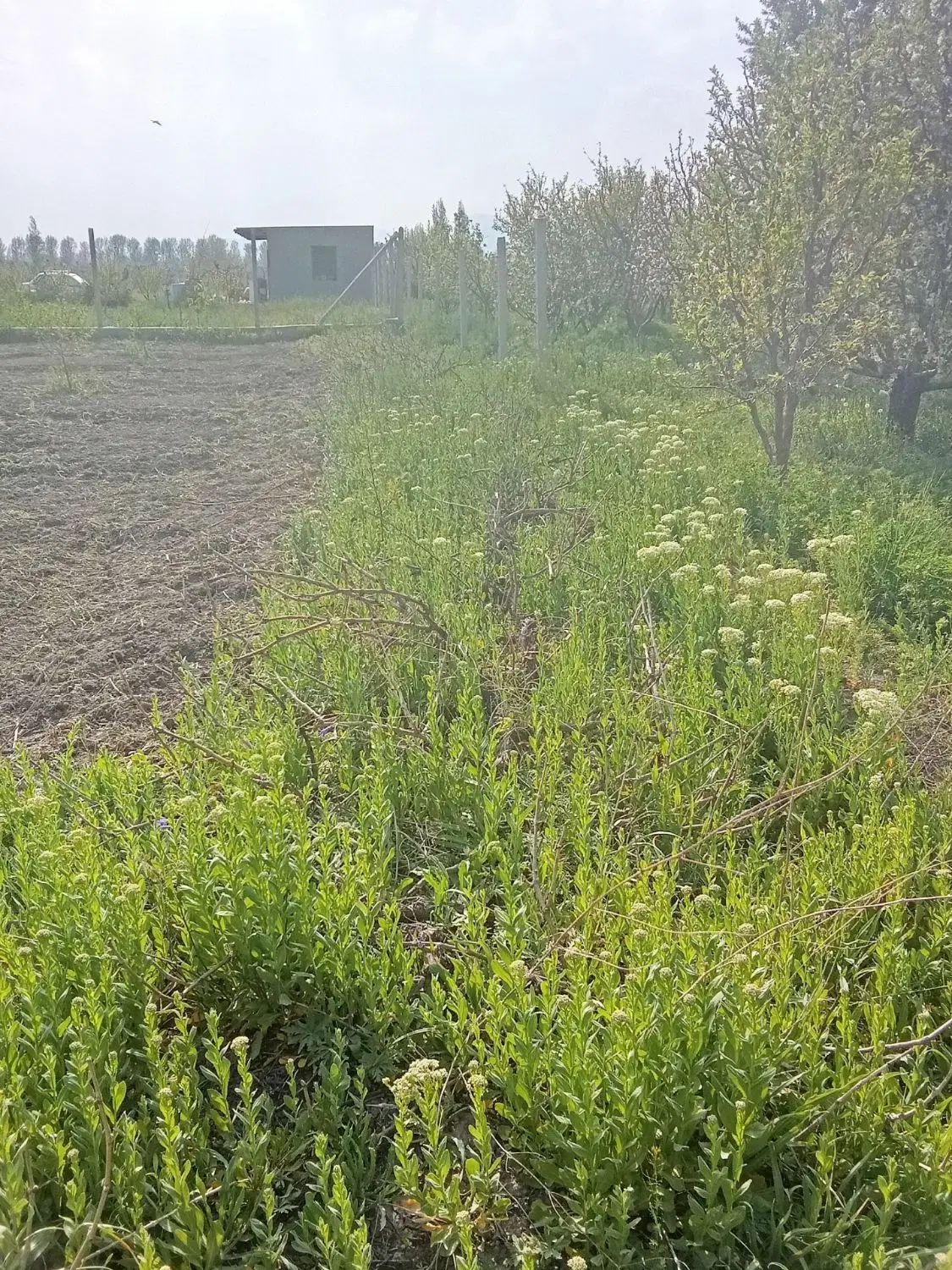 باغچه حاصلخیز در روستای مراد علی اولیا