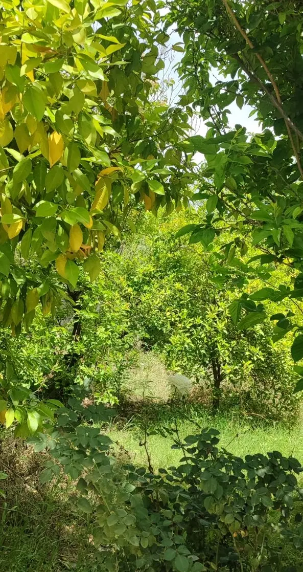 500متر باغچه درخت دار برق دار  برای ویلا سازی