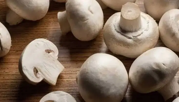 کارخانه صنعتی پرورش قارچ دکمه ای خوراکی