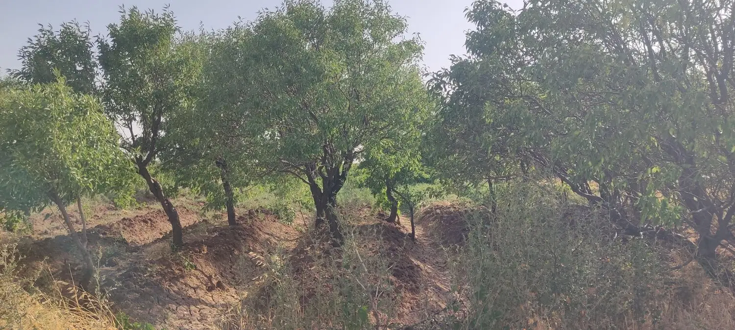 باغ انگور با ۳ ساعت سهمیه آب