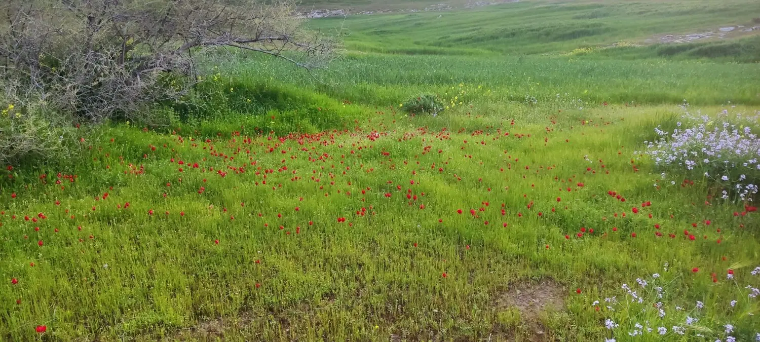 زمین۱۶۸۰متر بین سمغان وفنی حرفه ای