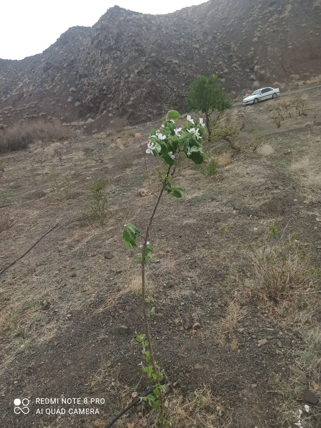 هویزار معاوضه با زمین دامداری