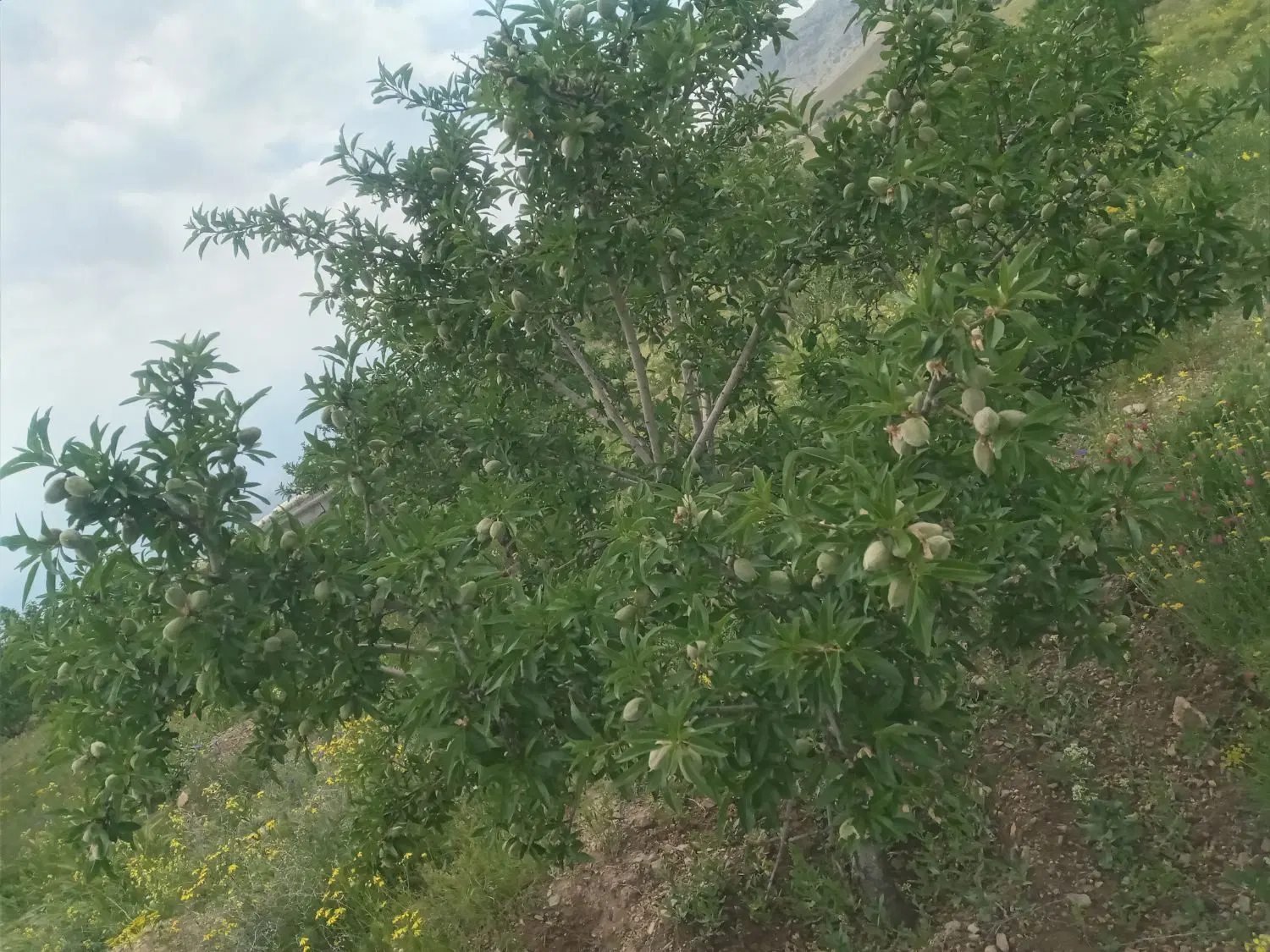 باغ در مرند