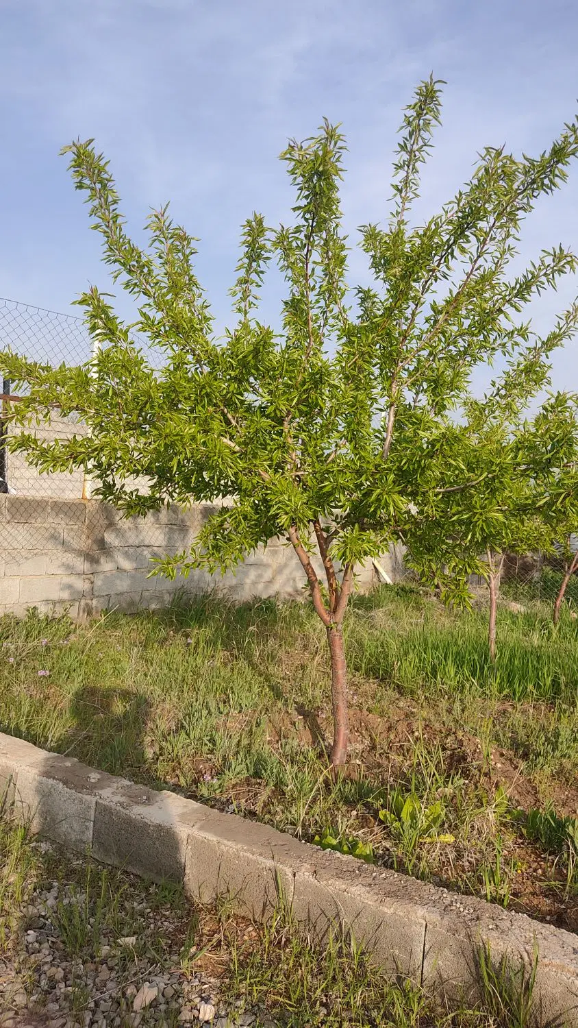 باغ در اسپیران
