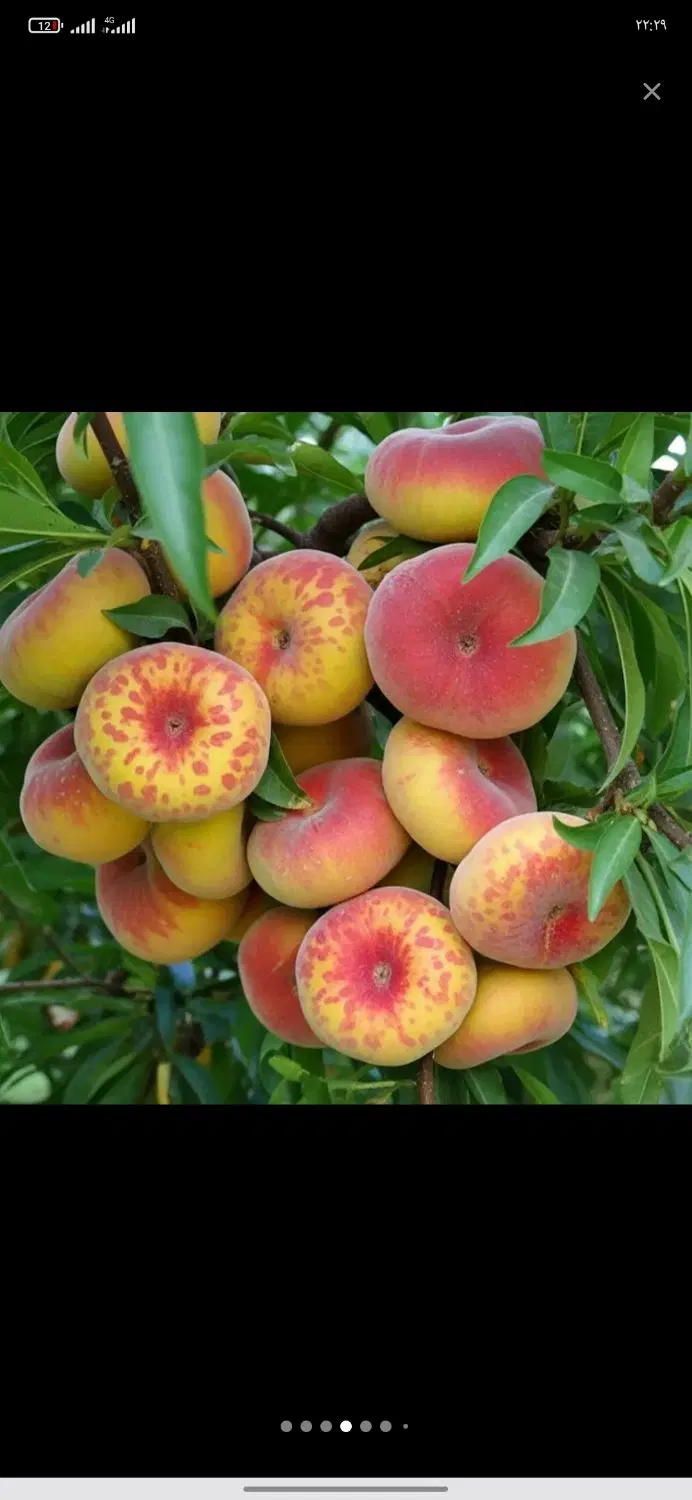 باغ میوه
