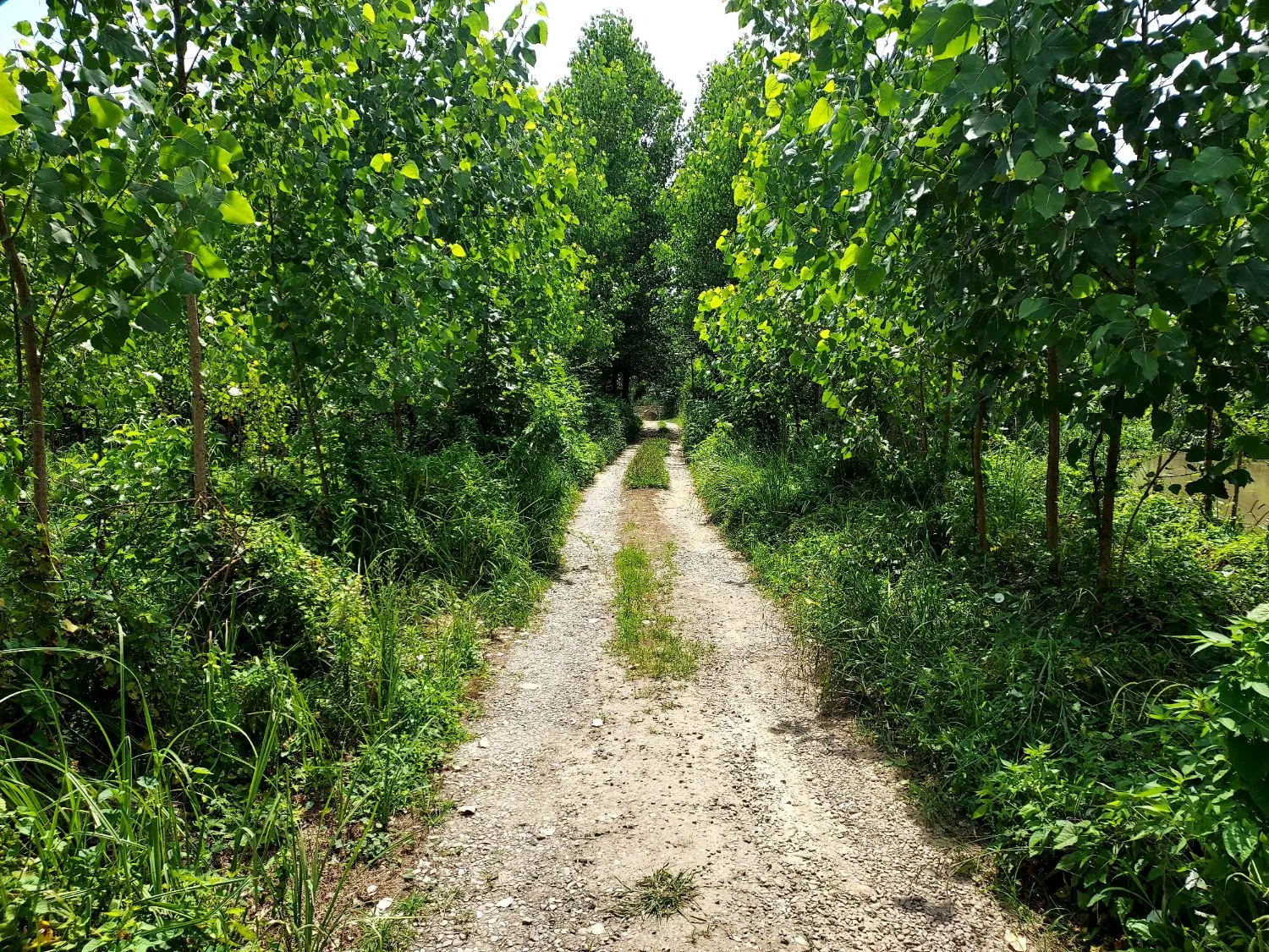 زمین