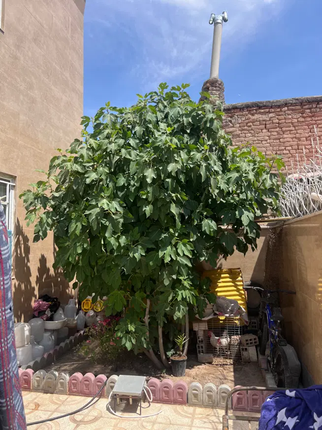 ویلایی همکف ممر جدا