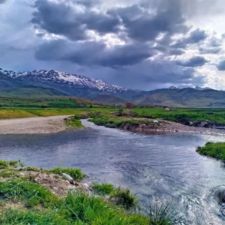 باغ انگور