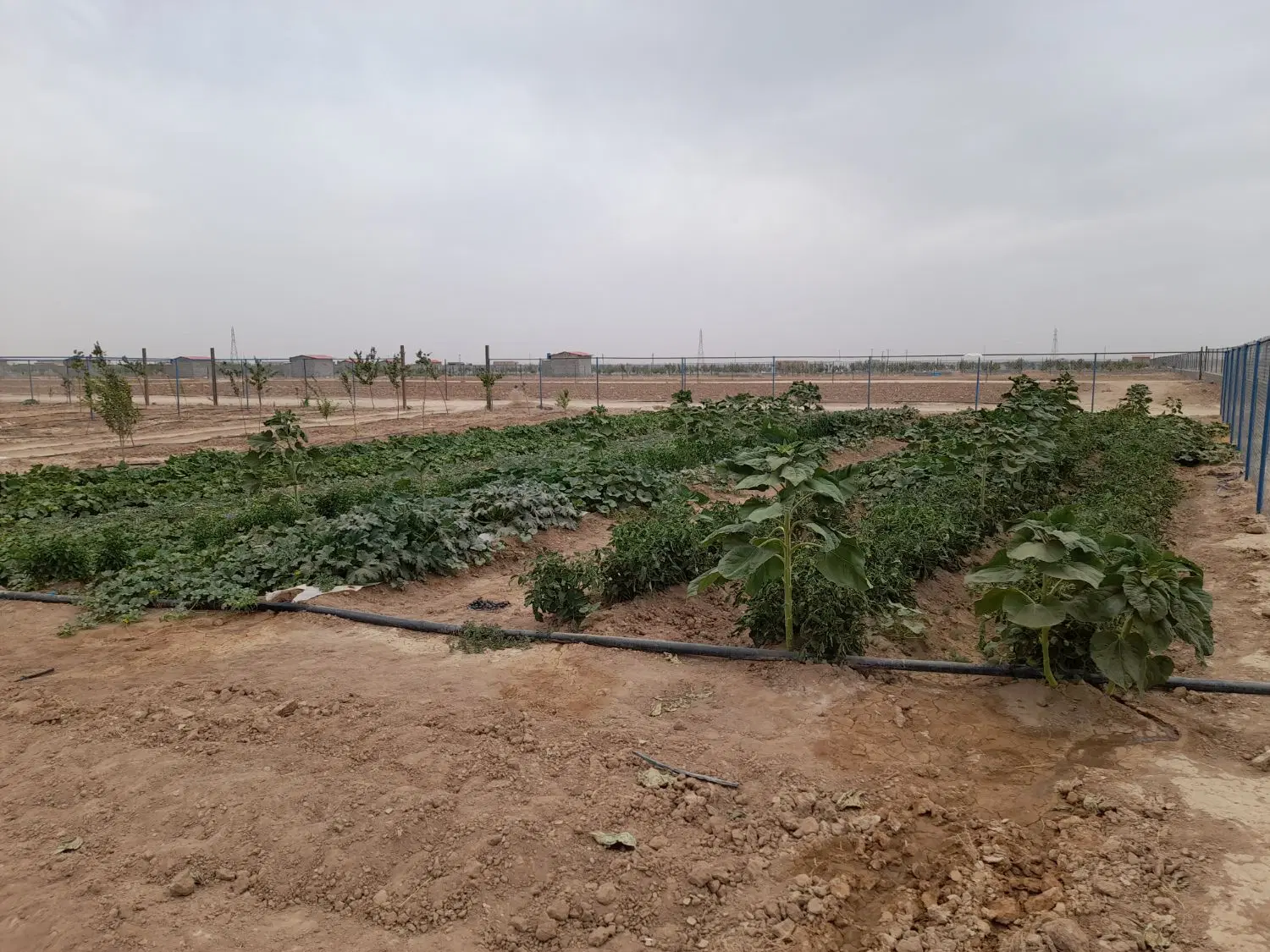 زمین باغی همراه با وام بانکی
